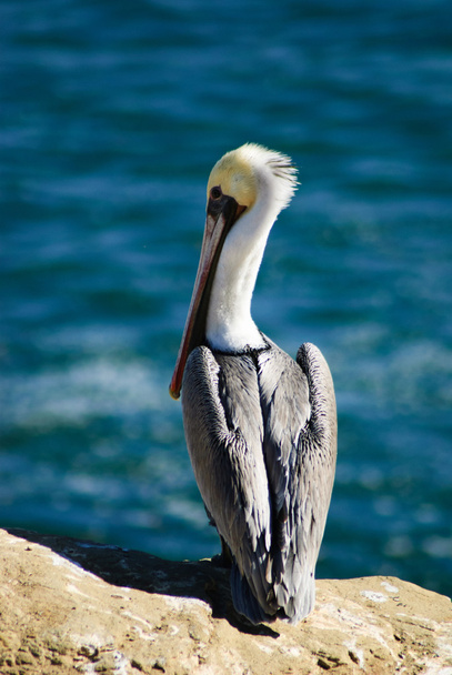 Brown Pelican on  a Cliff  (Pelecanus Occidentalis) - Фото, изображение