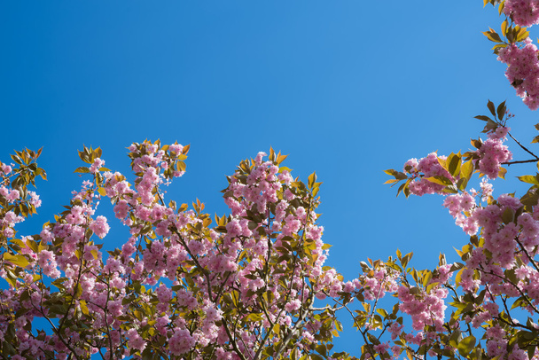 Against blue sky: Japanese flowering cherry tree blooming in April - Foto, afbeelding