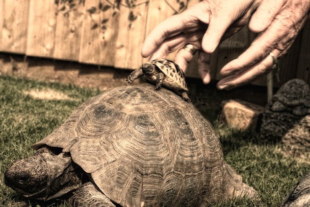 Baby and mum tortoise - Photo, Image