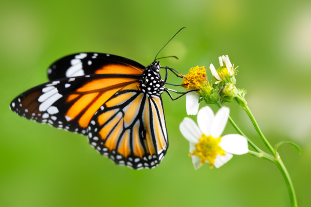 Pillangó - Fotó, kép