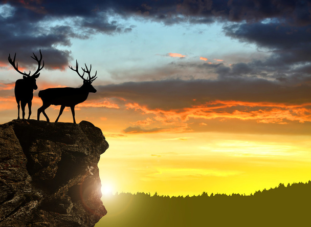 Deers silhouettes - Photo, Image
