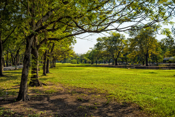 View of green trees in the city park - Photo, image