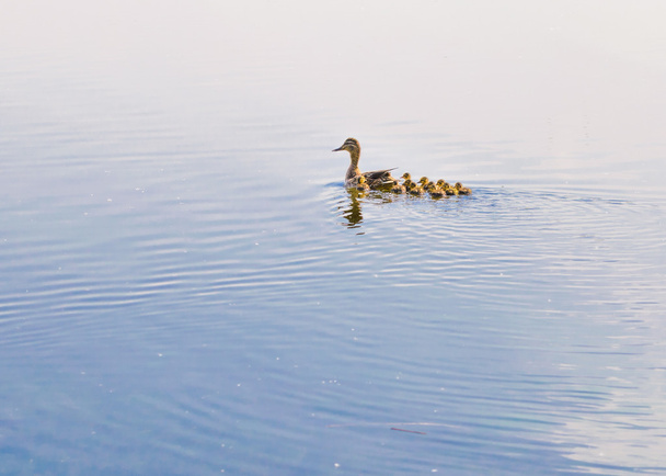 ördek ve ördek yavrusu - Fotoğraf, Görsel