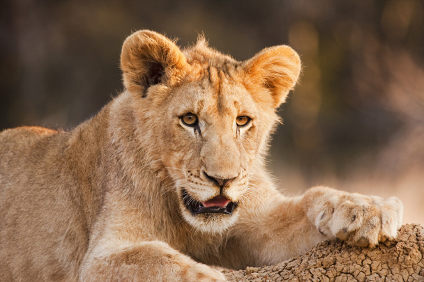 Filhote de leão macho em repouso
 - Foto, Imagem
