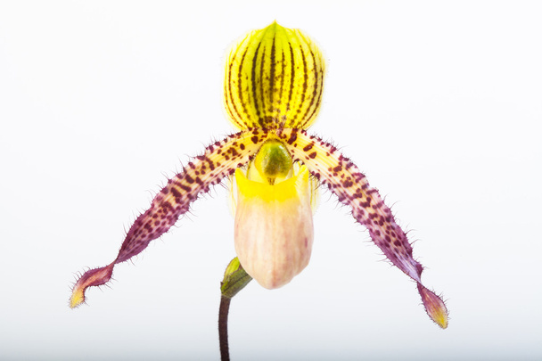 Paphiopedilum-Orchideen - Foto, Bild