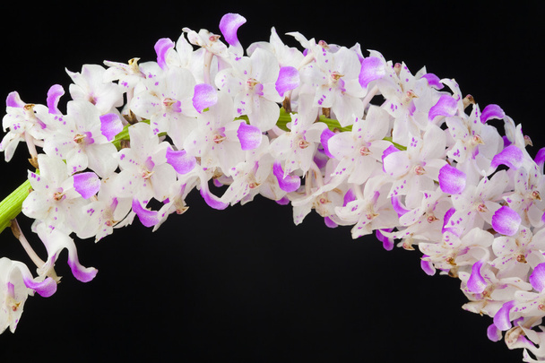 Orkideat mustalla
 - Valokuva, kuva