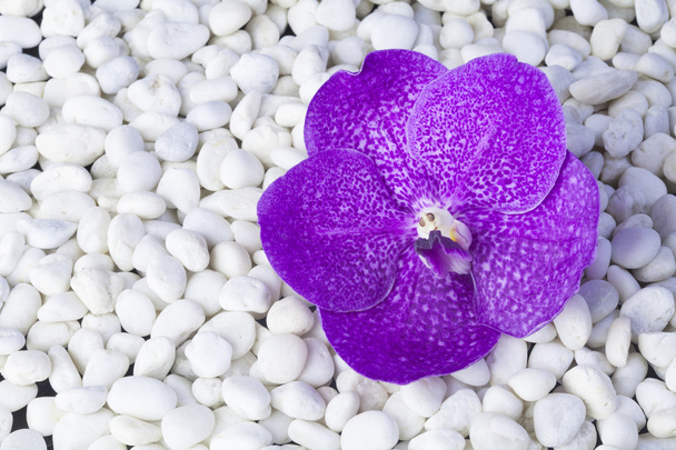 kamienie i orchidea - Zdjęcie, obraz