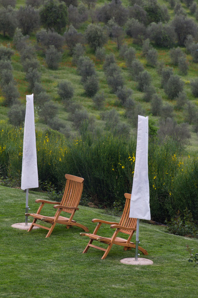 Тосканський retreat із шезлонгами для засмагання з видом на оливкові дерева - Фото, зображення