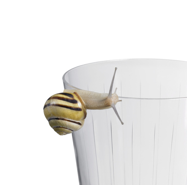 Grove snail on a drinking glass - Zdjęcie, obraz