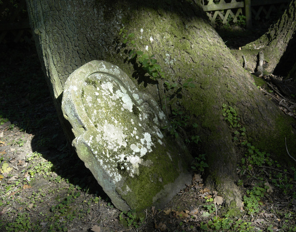 Inundada lápida vieja con musgo y liquen
 - Foto, Imagen