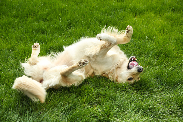 Adorable Labrador lying on green grass, outdoors - Fotoğraf, Görsel