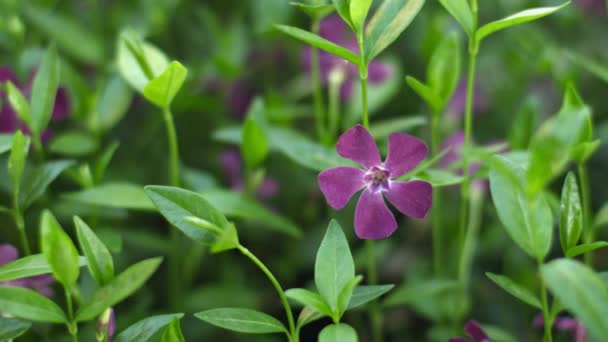 Vinca minor (lesser periwinkle or dwarf periwinkle) on flower bed close-up - Materiał filmowy, wideo