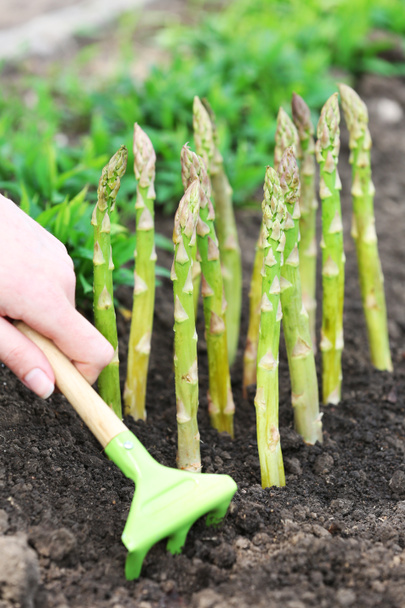 Fermier plantant des asperges dans le sol noir dans le jardin
 - Photo, image