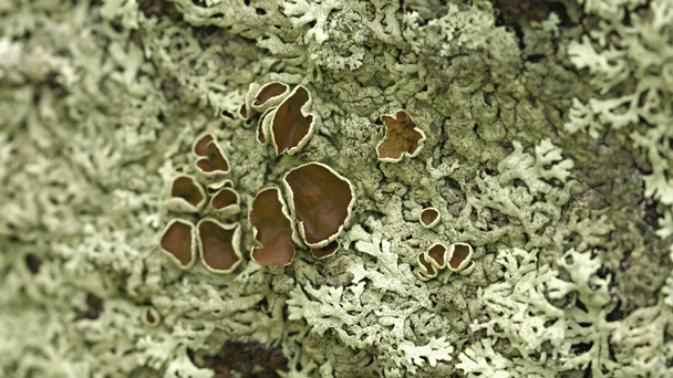 Lichen en la superficie de piedra - Metraje, vídeo