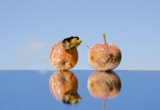 dwa zgniłe jabłka na lustro - Zdjęcie, obraz