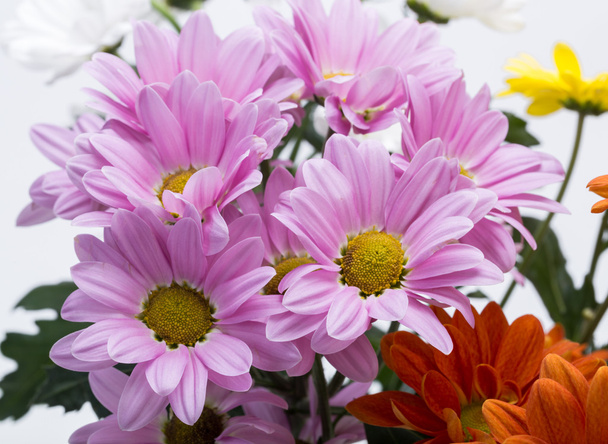 Primer plano de las coloridas flores de crisantemo
 - Foto, imagen