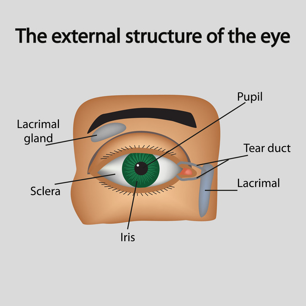 La estructura externa del ojo. Ilustración vectorial
.. - Vector, Imagen