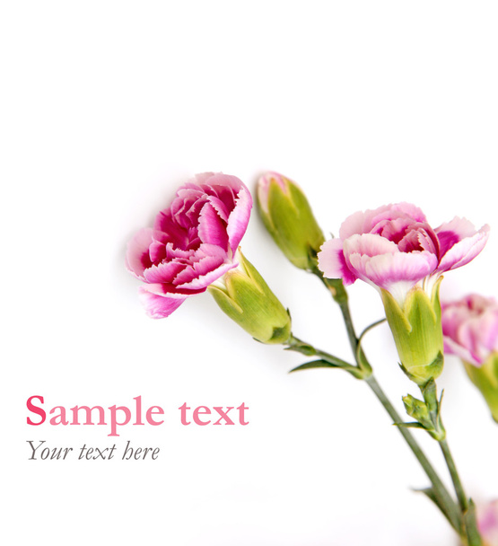 Pink flowers on white with sample text (minimal style) - Zdjęcie, obraz