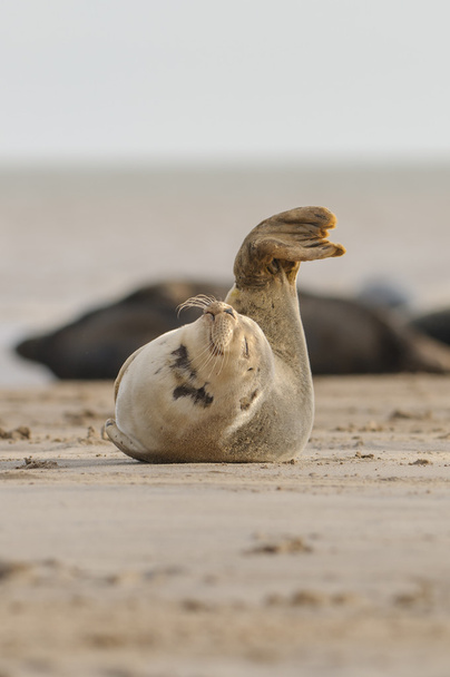 Seal Pup - Fotó, kép