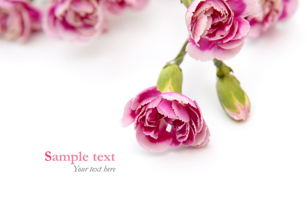 Örnek metin (en az tarzı ile beyaz arka plan üzerinde pembe çiçekler) - Fotoğraf, Görsel
