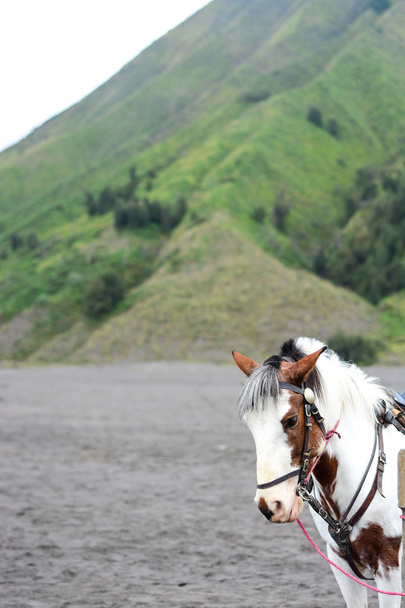 Άλογο στο Bromo Tengger Σεμέρου εθνικό πάρκο - Φωτογραφία, εικόνα