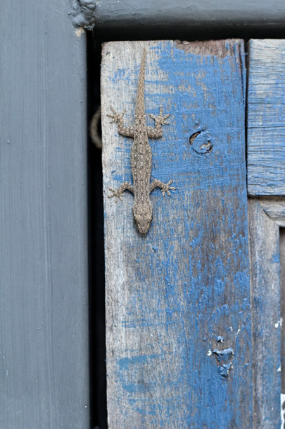 small lizard on blue background - Photo, Image