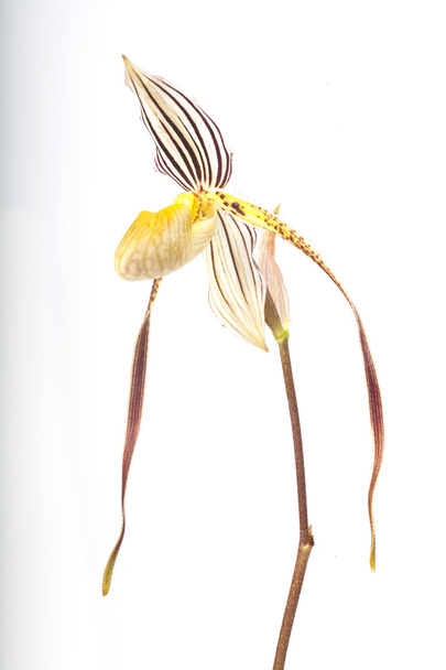 Orchidee Paphiopedilum
 - Foto, immagini