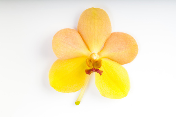 orchideeën op wit - Foto, afbeelding