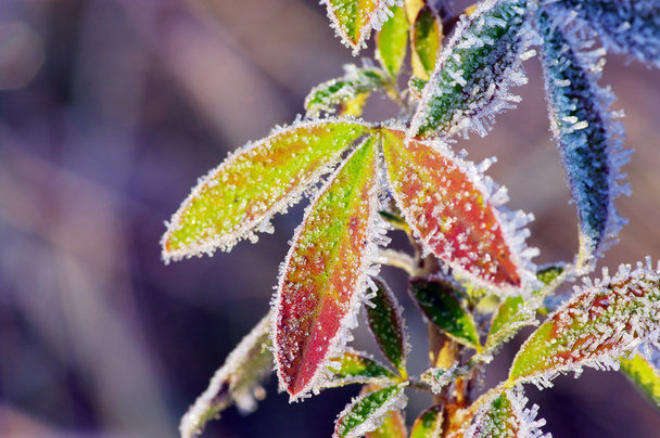 Frost leaves - Photo, Image