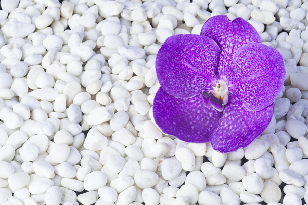kamienie i orchidea - Zdjęcie, obraz