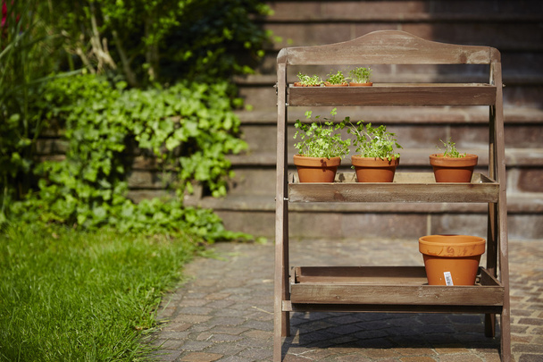 Fresh herbage in pots grown in the garden - Foto, immagini