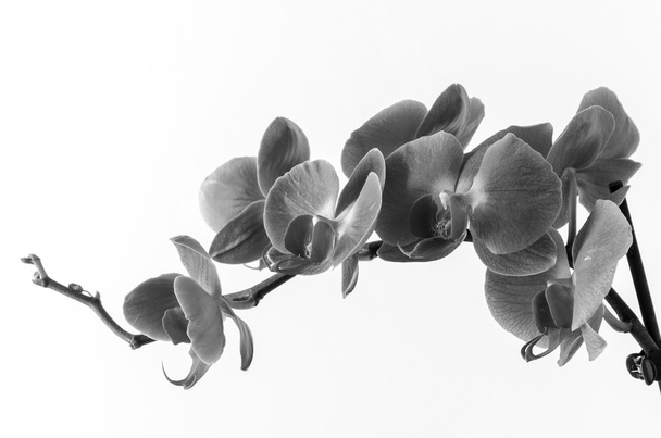 a bloomed branch of orchids - Photo, image