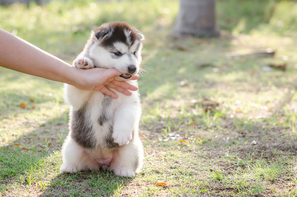 Little Siberian husky puppy biting the hand  - Foto, immagini