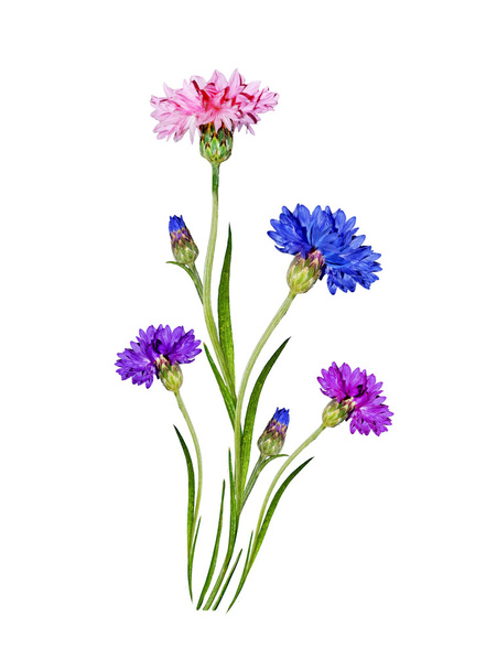 Flowers cornflowers isolated on white background - Foto, immagini