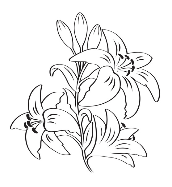 silhouette of a lily flowers - Vector, Image