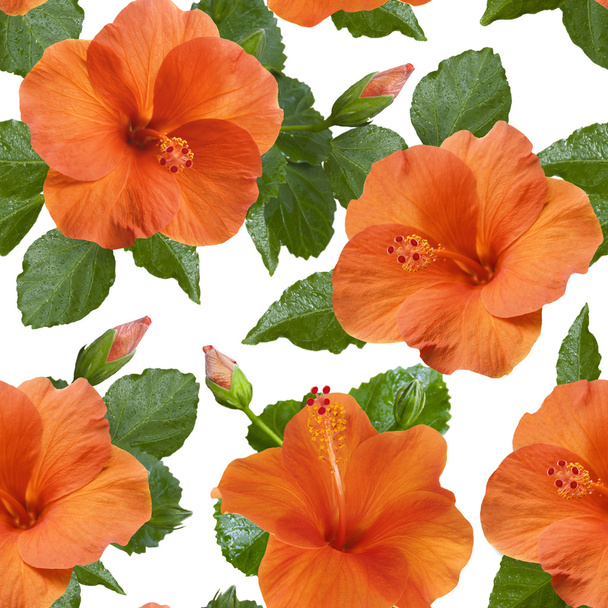 orange hibiscus flowers seamless pattern - Photo, Image