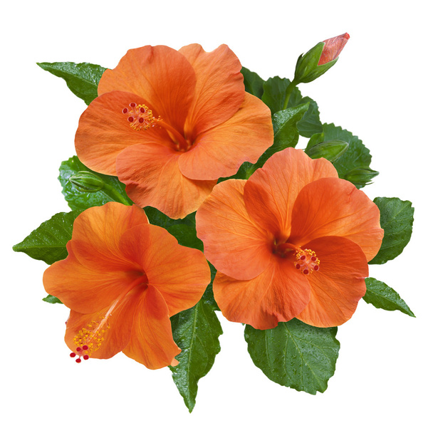 flores e botões de hibisco laranja
 - Foto, Imagem