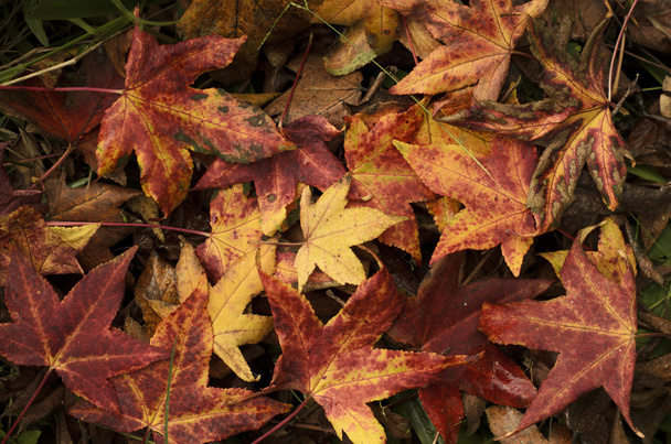 Herbstlicher Boden - Foto, Bild