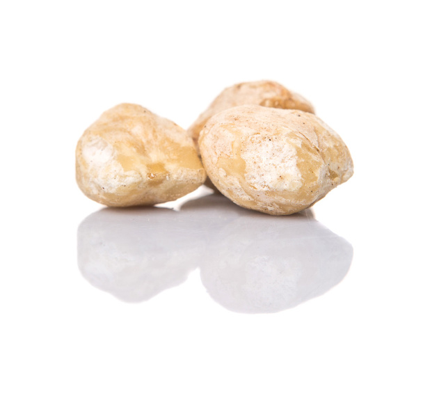 Candlenut Nut - Photo, Image