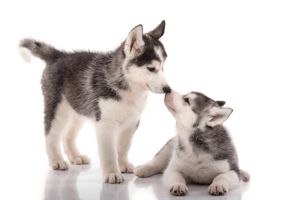 Twee Siberische husky puppies zoenen op witte achtergrond  - Foto, afbeelding