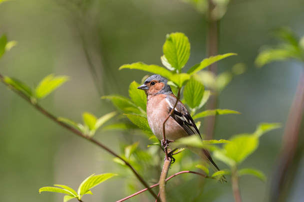 chaffinch sitting on a branch - Photo, Image