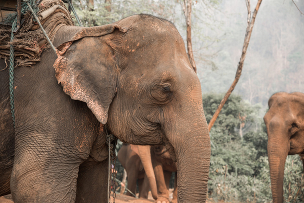Asian elephant - Photo, Image