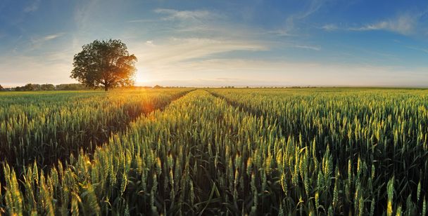 Wheat field at sunset - Foto, Imagem
