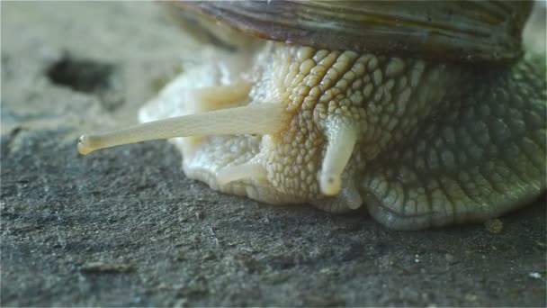 Büyük salyangoz Closeup gözleri Tentacles ile - Video, Çekim