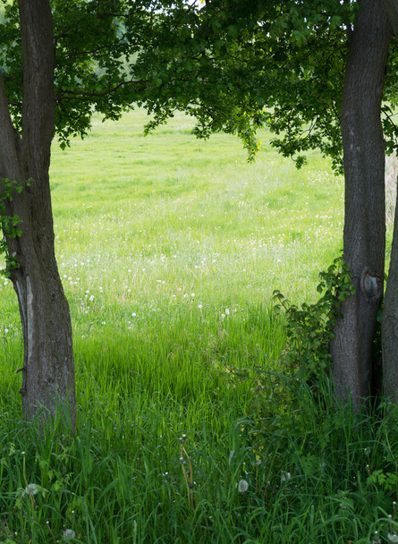 Baumrahmen um eine grüne Wiese, Kopierfläche im Hintergrund - Foto, Bild