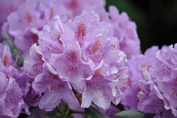 rosafarbener Rhododendron - Foto, Bild