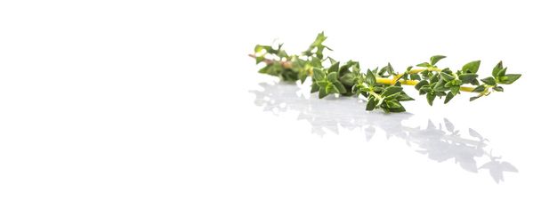 Thyme травы листья на белом фоне
 - Фото, изображение