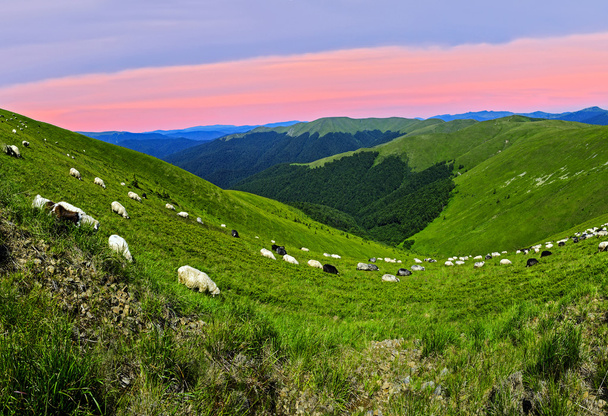 Rebaño de ovejas
 - Foto, Imagen