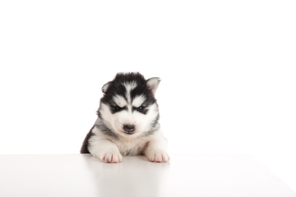 Siberian husky puppy staying with front feet on white table  - Photo, Image