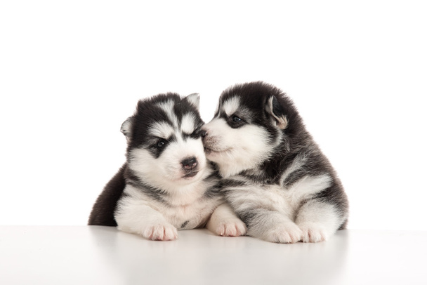 Two siberian husky puppies kissing  - Photo, Image